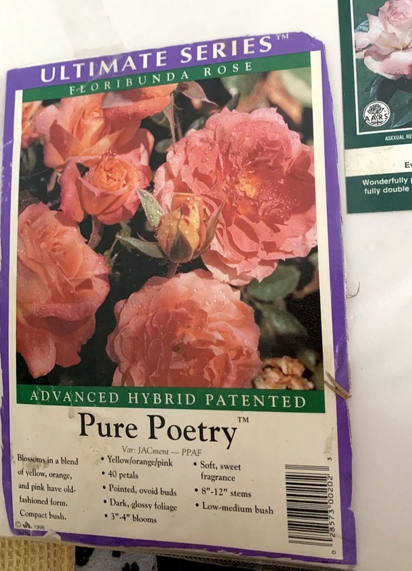 'Pure Poetry ™ (Floribunda, Zary, 1996)' rose photo