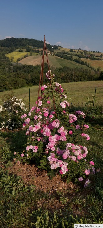'R. multiflora platyphylla' rose photo