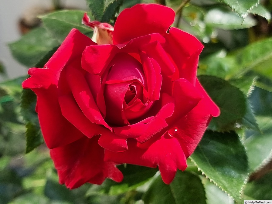 'Grande Classe® (hybrid tea, NIRP 2006)' rose photo