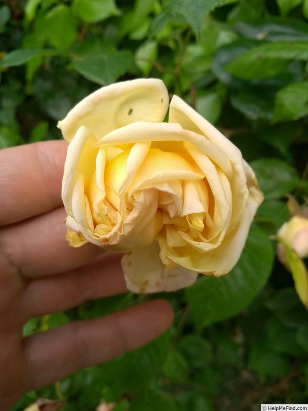 'Madame E. Souffrain' rose photo