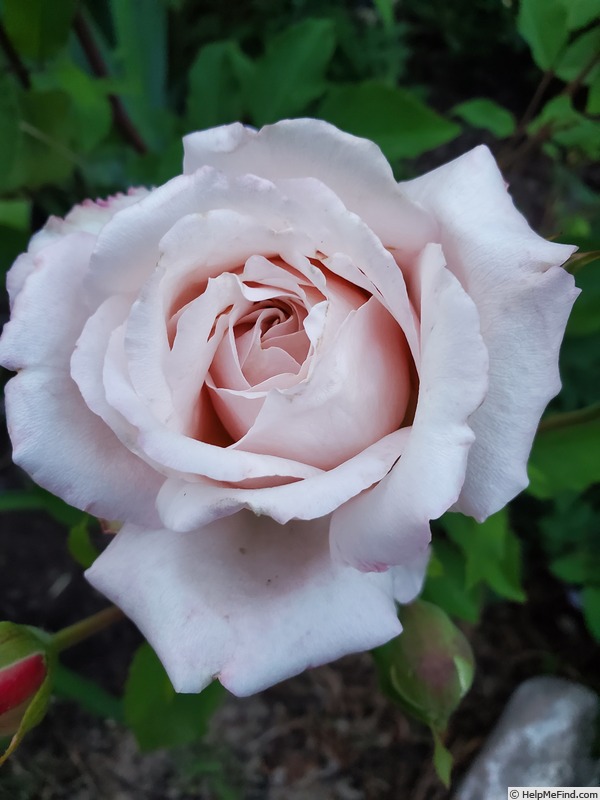 'Belinda's Blush™' rose photo