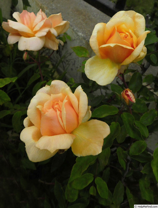 'Crépuscule (Tea Noisette, Dubreuil, 1904)' rose photo