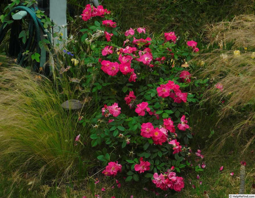 'Lynnie (Shrub, Rupert, 2001)' rose photo