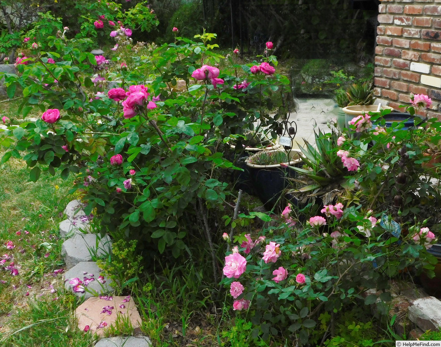 'Porcelain Rose' rose photo
