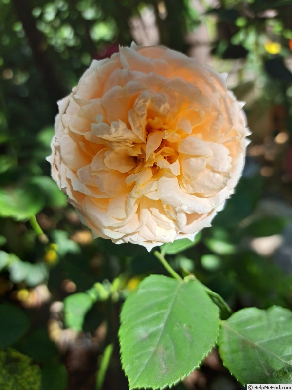 'Paul Bocuse ®' rose photo