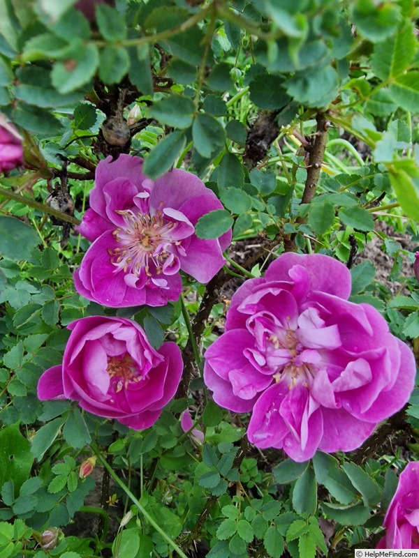 'Peter Boyd' rose photo