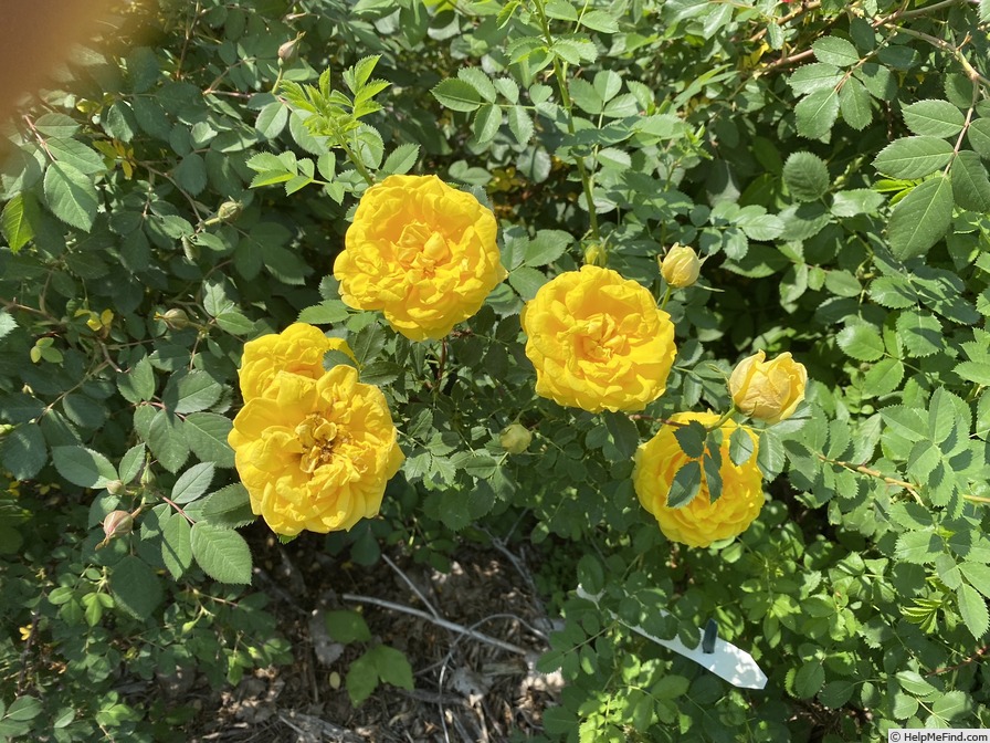 '<i>Rosa foetida</i> 'Persian Yellow'' rose photo
