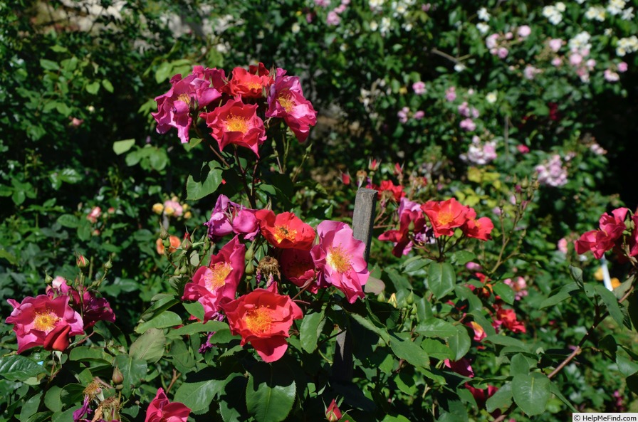 'Apolline' rose photo