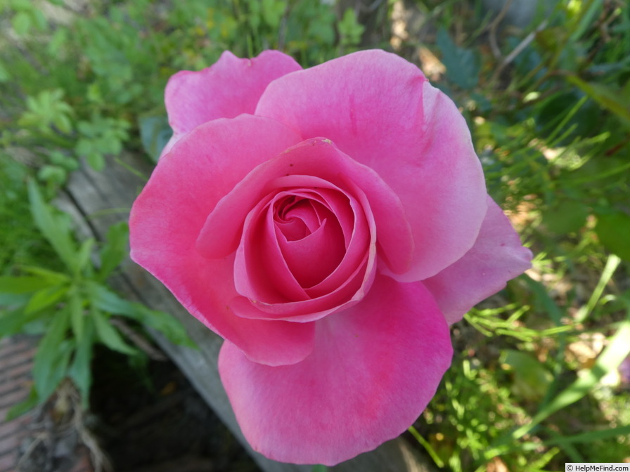 'Grandma's Blessing' rose photo
