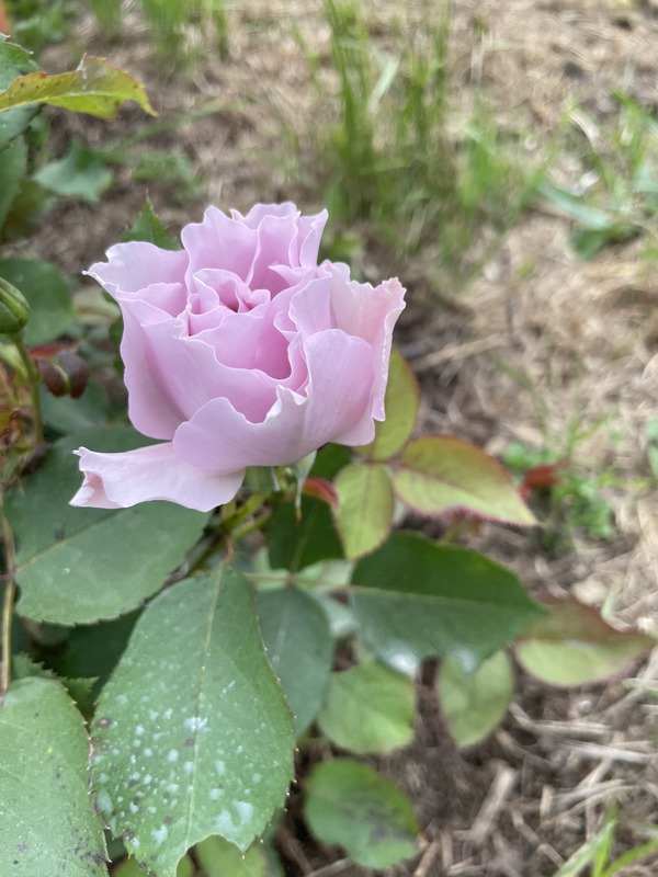 'Libellula' rose photo