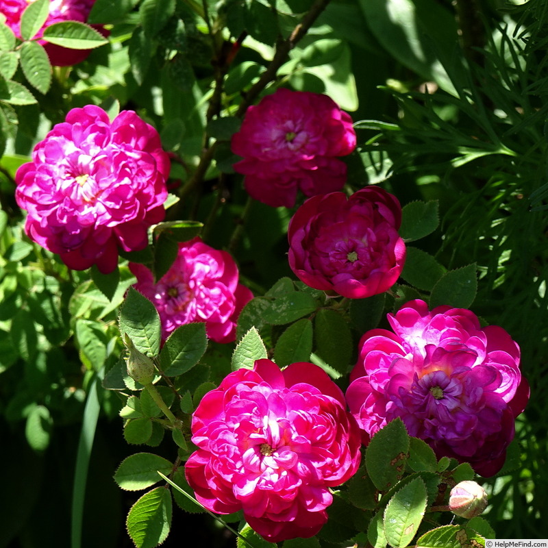 'Pompon de Bourgogne' rose photo