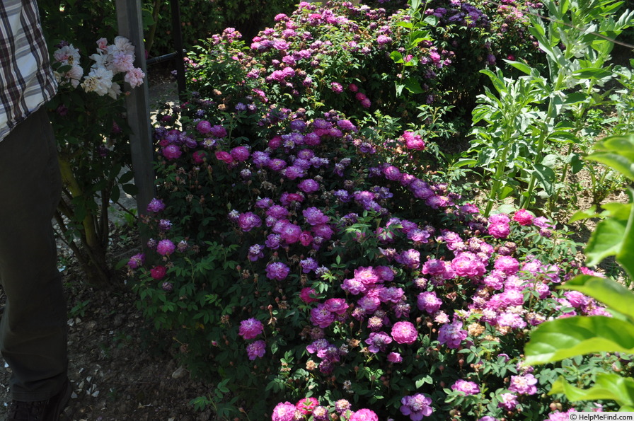 'Burgunderröschen' rose photo