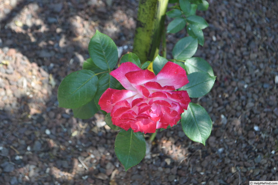 'Seika, Cl.' rose photo