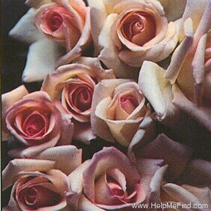 'Naughty But Nice' rose photo