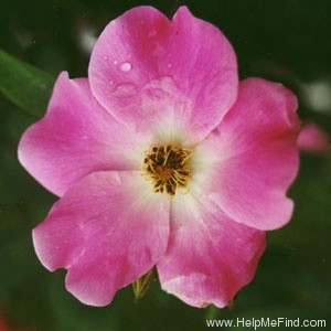 'Nearly Wild' rose photo