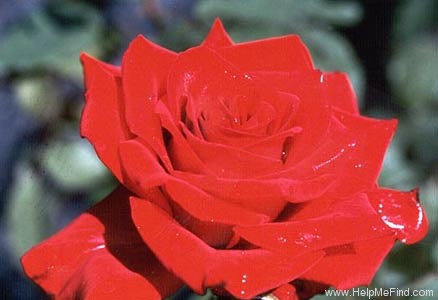 'Olympiad ™ (hybrid tea, McGredy 1972)' rose photo