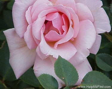 'Ophelia (hybrid tea, Paul, 1912)' rose photo