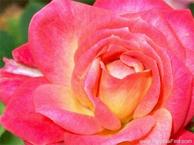 'Oxbow ™' rose photo