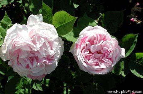 'Paul's Early Blush' rose photo