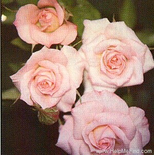 'Peachy Keen (Miniature. Bennett. 1979)' rose photo