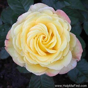 'Peer Gynt ®' rose photo