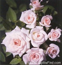 'Pink Porcelain' rose photo