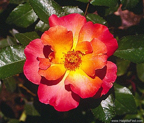 'Playboy ®' rose photo