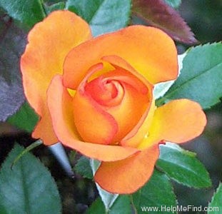 'Playgold ™ (Miniature, Moore, 1997)' rose photo