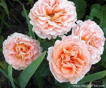 'Polka ™ (climber, Mouchotte/Meilland, 1991)' rose photo