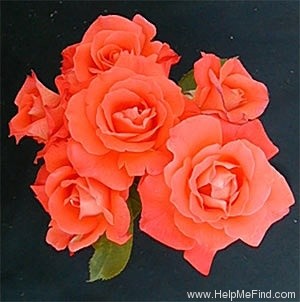 'Bahia' rose photo