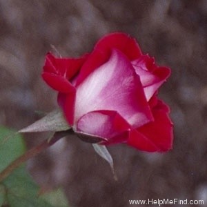 'Razzle Dazzle (floribunda, Warriner, 1977)' rose photo