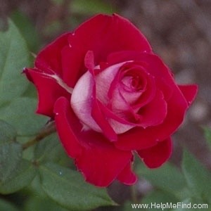 'Razzle Dazzle (floribunda, Warriner, 1977)' rose photo