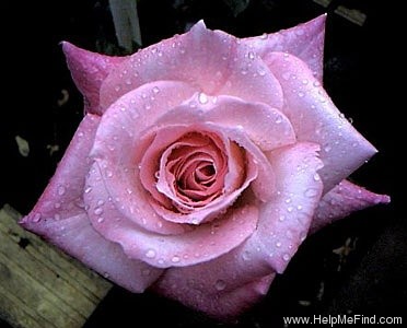 'Barbara Bush ™' rose photo