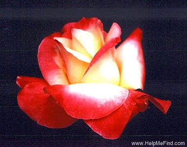 'Results' rose photo