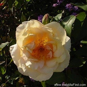 'Rêve d'Or' rose photo