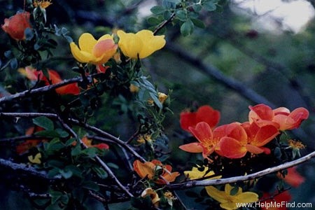 '<i>Rosa foetida</i> var. <i>bicolor</i> Willmott' rose photo