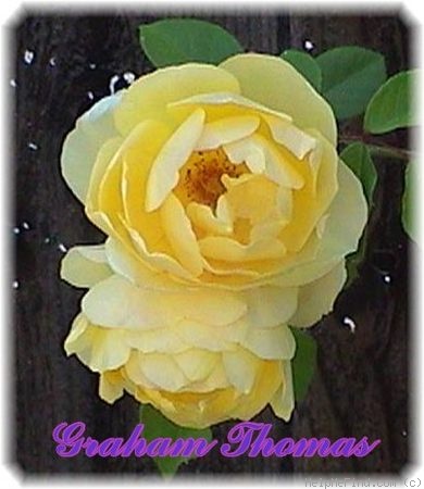 'Graham Thomas' rose photo