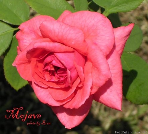 'Mojave' rose photo