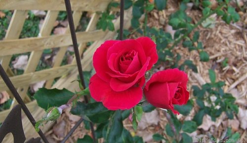 'Bucred' rose photo