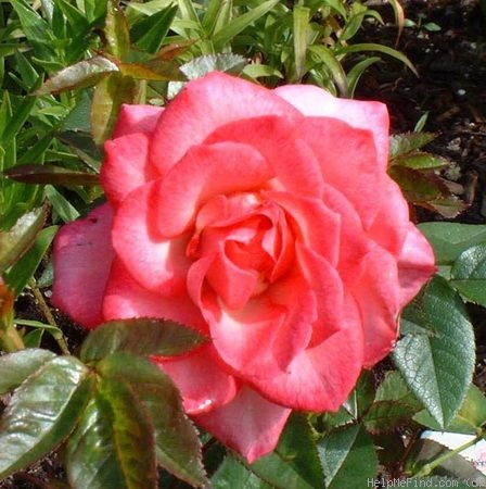 'Reah Nicole' rose photo