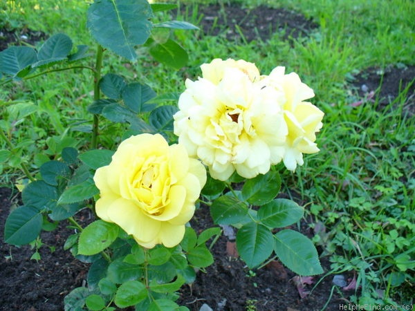 'Cläre Grammerstorf' rose photo