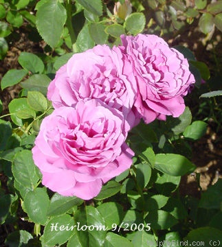 'Heirloom (Hybrid Tea, Warriner, 1972)' rose photo