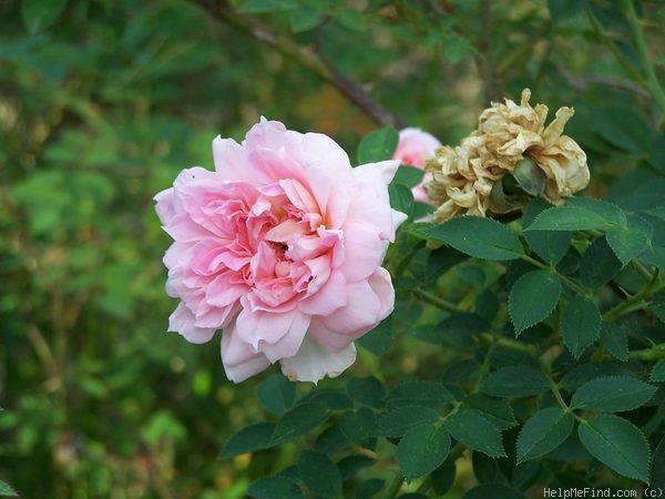 'Yesterday's Garden' rose photo