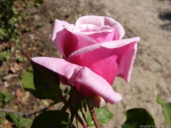 'Blossom Time' rose photo