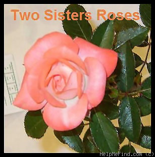 'Tennessee ™ (miniature, King, 1988)' rose photo