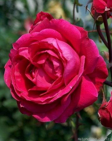 'Alexander MacKenzie' rose photo