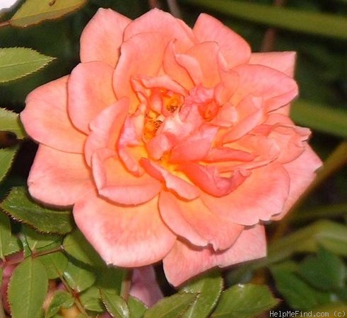 'Cottage Garden (miniature, Harkness 1992)' rose photo