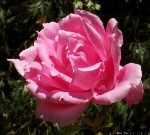 'Eiffel Tower' rose photo