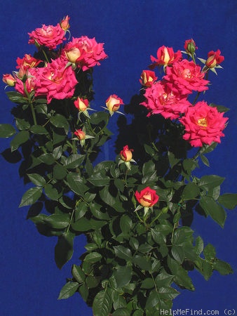 'Ingrid's Sister Elisabeth' rose photo