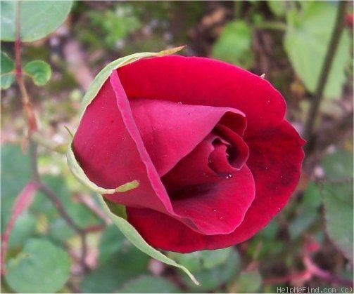 'Crimson Glory (hybrid tea, Kordes, 1935)' rose photo